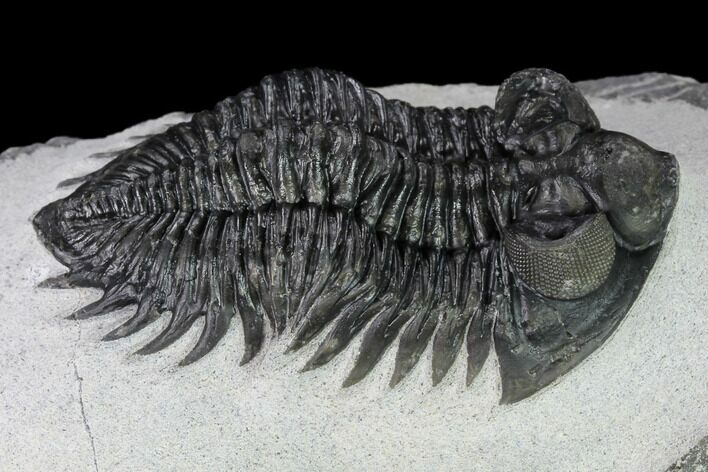 Coltraneia Trilobite Fossil - Huge Faceted Eyes #165845